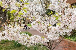 A person rides their bicycle on campus in the background, while a tree blooms with white flowers in the foreground. Image credit: Johnny Andrews, UNC-Chapel Hill